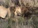 Africa0433