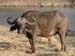 Africa0434