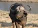 Africa0435