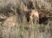 Africa0438