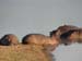 Africa0445