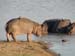 Africa0452